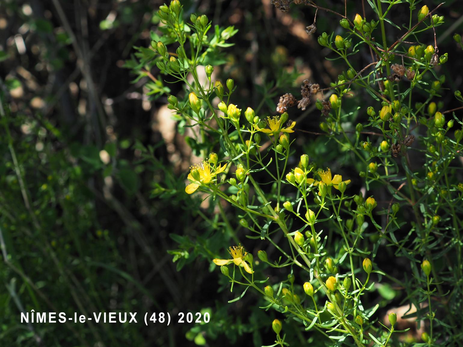 St. John's Wort, Hysop-leaved